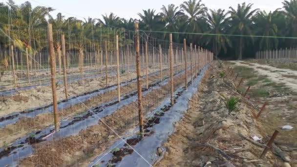 Creeping Vine Seedling Bamboo Poles Farm — Vídeo de Stock