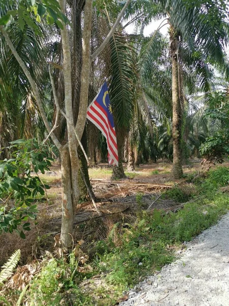 Κάποιος Πατριώτης Κρεμάει Μαλαισιανή Σημαία Στην Άκρη Του Δρόμου Στη — Φωτογραφία Αρχείου