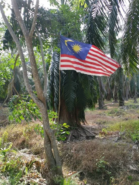 Someone Patriotic Hangs Malaysian Flag Roadside Plantation — Stock Photo, Image