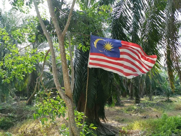 Патриот Вешает Малазийский Флаг Дороги Плантации — стоковое фото