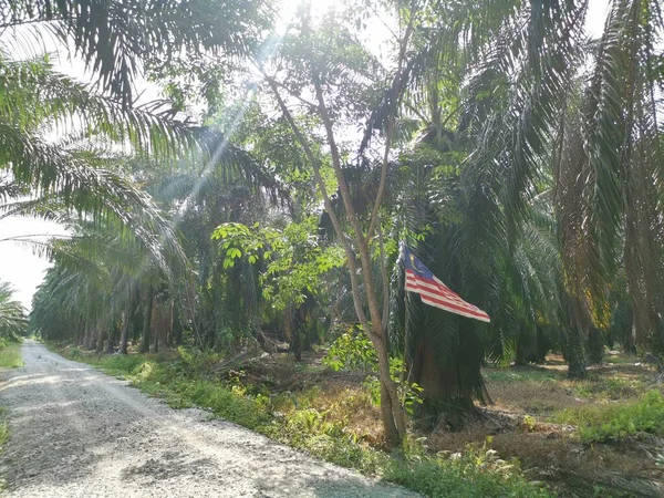 Κάποιος Πατριώτης Κρεμάει Μαλαισιανή Σημαία Στην Άκρη Του Δρόμου Στη — Φωτογραφία Αρχείου