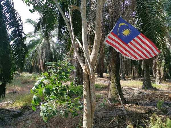 Someone Patriotic Hangs Malaysian Flag Roadside Plantation — Fotografia de Stock