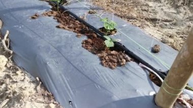 watering creeping vine seedling at the bamboo poles farm