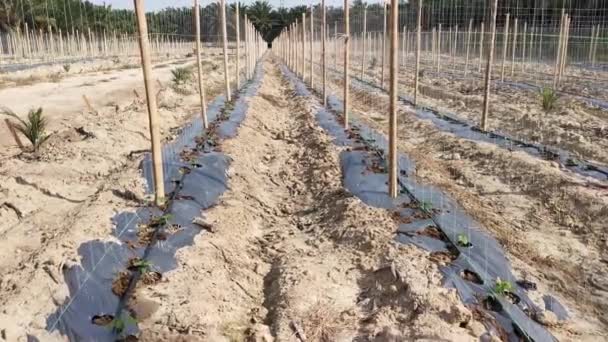 Watering Creeping Vine Seedling Bamboo Poles Farm — Video Stock