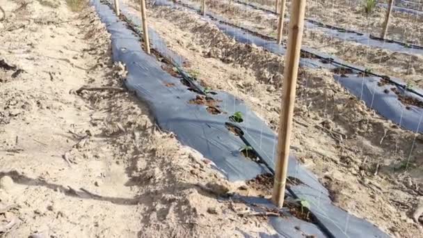 Watering Creeping Vine Seedling Bamboo Poles Farm — Vídeo de Stock