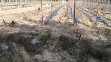 watering creeping vine seedling at the bamboo poles farm