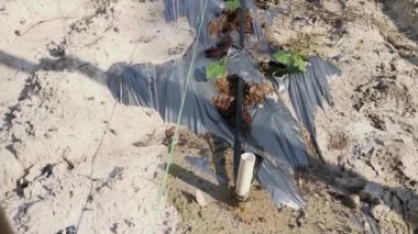 watering creeping vine seedling at the bamboo poles farm