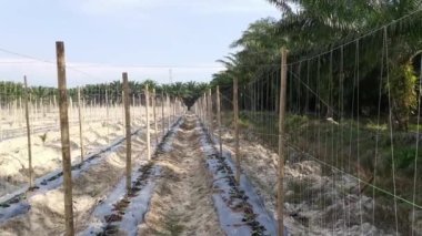 watering creeping vine seedling at the bamboo poles farm