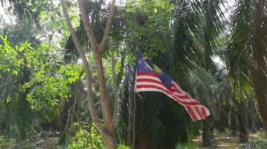 wind blowing at the malaysian flag in the plantation.