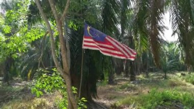 wind blowing at the malaysian flag in the plantation.