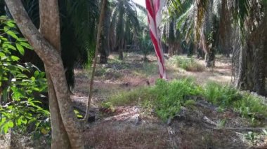 wind blowing at the malaysian flag in the plantation.
