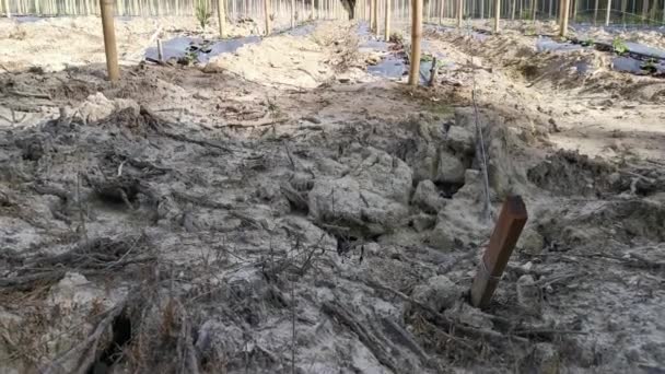Watering Creeping Vine Seedling Bamboo Poles Farm — Wideo stockowe