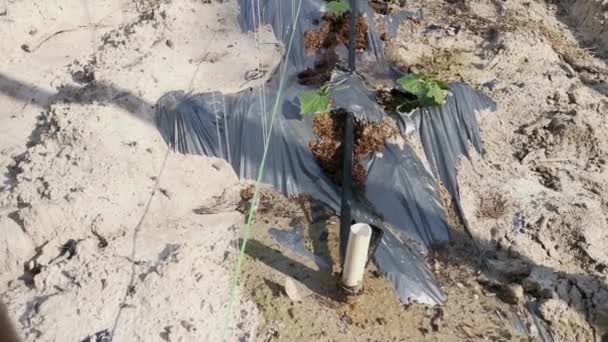 Watering Creeping Vine Seedling Bamboo Poles Farm — Stockvideo