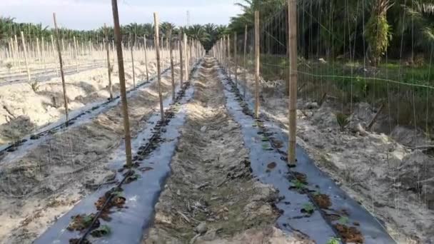 Watering Creeping Vine Seedling Bamboo Poles Farm — Video Stock