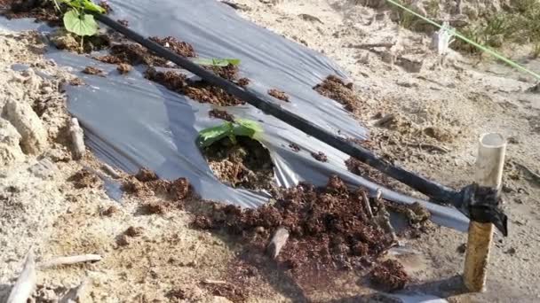 Watering Creeping Vine Seedling Bamboo Poles Farm — Video