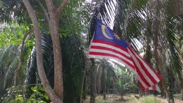 Wind Blowing Malaysian Flag Plantation — Stok video