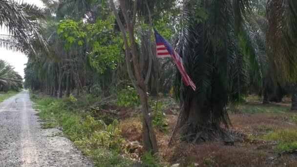 Wind Blowing Malaysian Flag Plantation — Stock videók