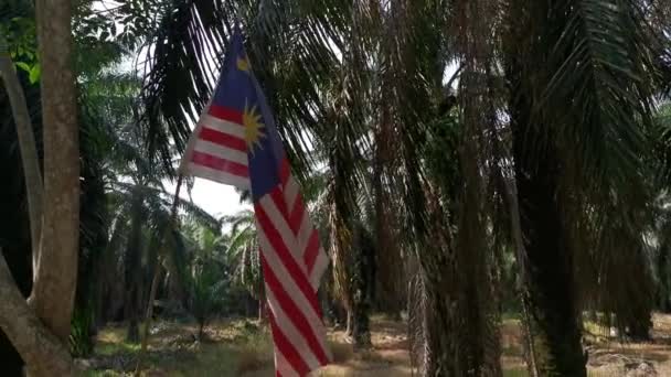 Wind Blowing Malaysian Flag Plantation — Video