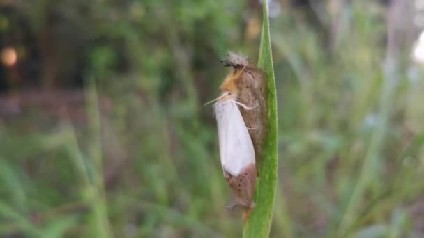 Nygmiini Tussock Moth Nesting Blade Grass — 图库视频影像