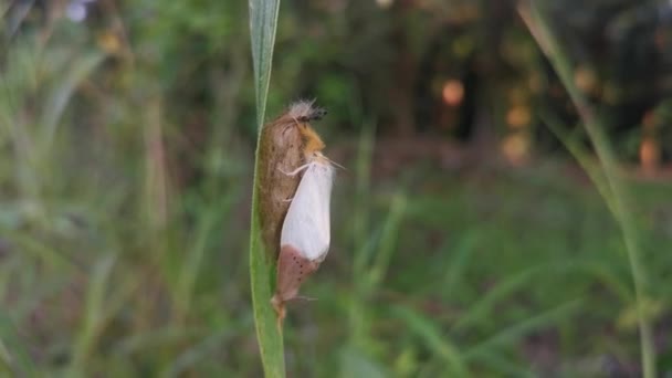 Nygmiini Tussock Moth Nesting Blade Grass — Stock Video