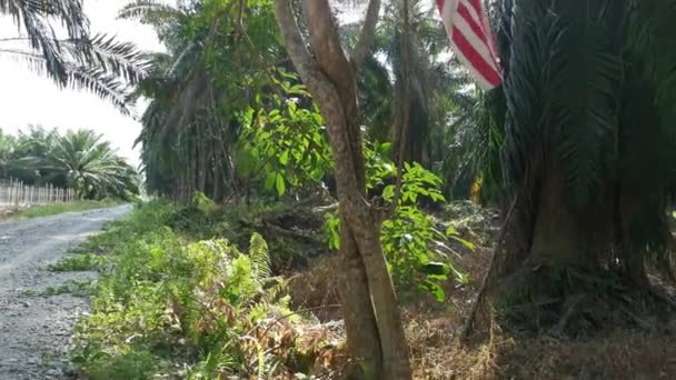 Wind Blowing Malaysian Flag Plantation — Vídeos de Stock