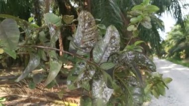 white fuzzy parasite infesting the guava leaves
