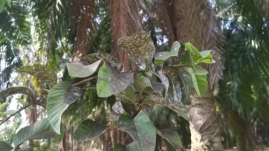 white fuzzy parasite infesting the guava leaves