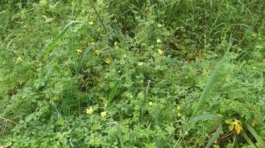 wild momordica charantia vine creeping on the rocky ground 