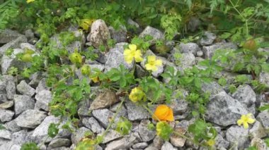wild momordica charantia vine creeping on the rocky ground 