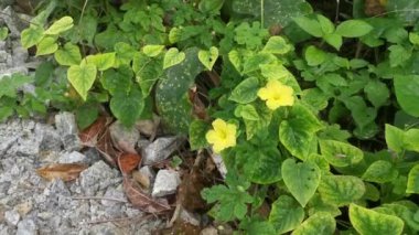 wild momordica charantia vine creeping on the rocky ground 