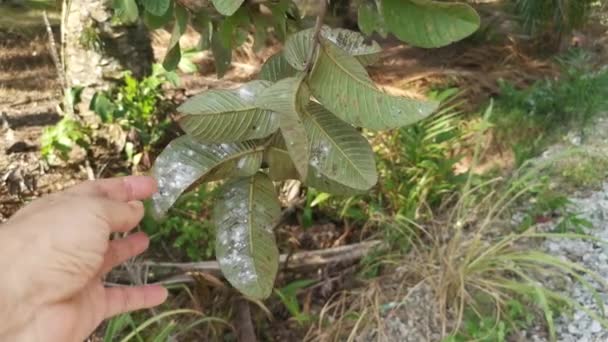 White Fuzzy Parasite Infesting Guava Leaves — Stock video