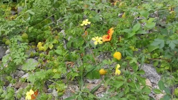 Wild Momordica Charantia Vine Creeping Rocky Ground — Vídeos de Stock