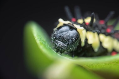 close shot of the red-spotted horny species Swallowtail caterpillar