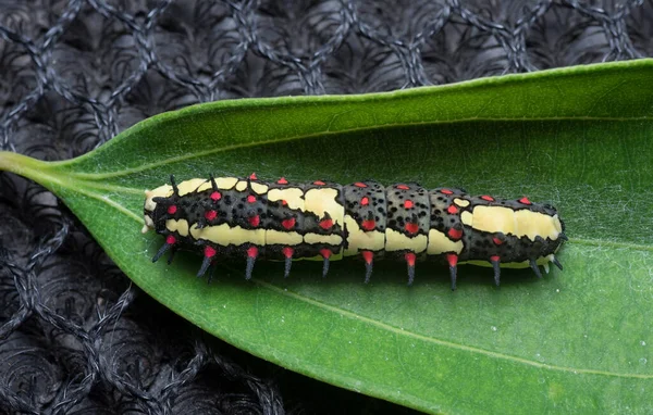 Close Shot Red Spotted Horny Species Swallowtail Caterpillar — Stock fotografie