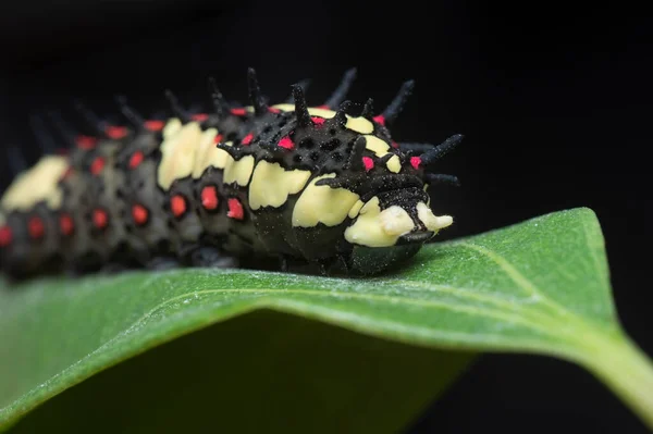 Close Shot Red Spotted Horny Species Swallowtail Caterpillar — Stock Photo, Image