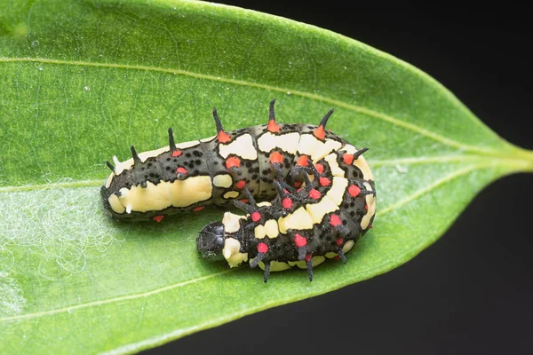 Close Shot Red Spotted Horny Species Swallowtail Caterpillar — Fotografia de Stock