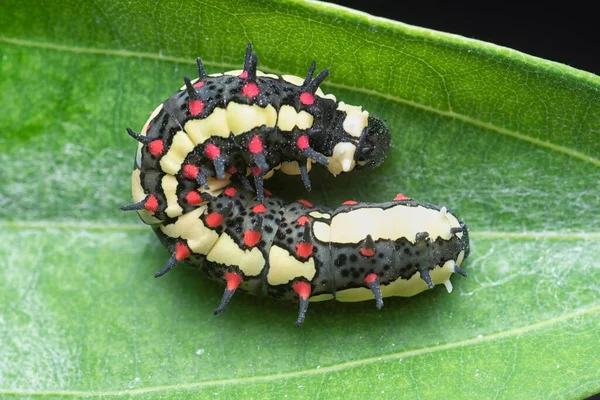 Close Shot Red Spotted Horny Species Swallowtail Caterpillar — Stockfoto