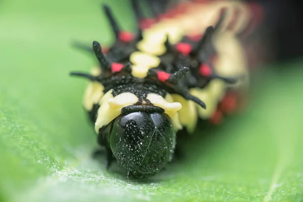 Close Shot Red Spotted Horny Species Swallowtail Caterpillar — Fotografia de Stock