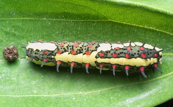 Close Shot Red Spotted Horny Species Swallowtail Caterpillar — Foto de Stock