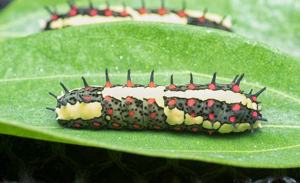 Close Shot Red Spotted Horny Species Swallowtail Caterpillar — Fotografia de Stock