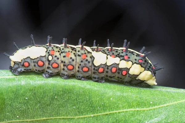 Close Shot Red Spotted Horny Species Swallowtail Caterpillar —  Fotos de Stock