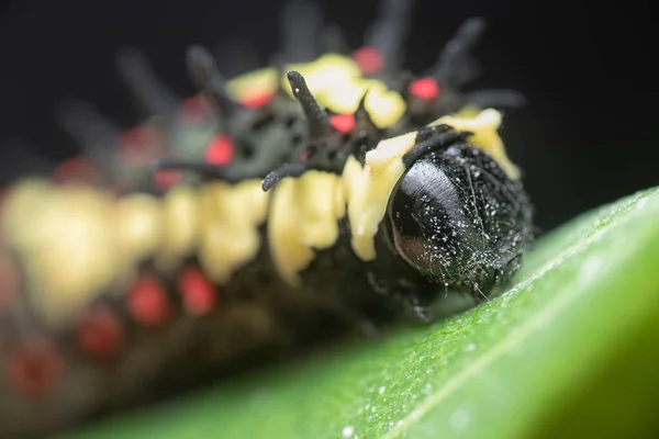 Close Shot Red Spotted Horny Species Swallowtail Caterpillar — Foto de Stock