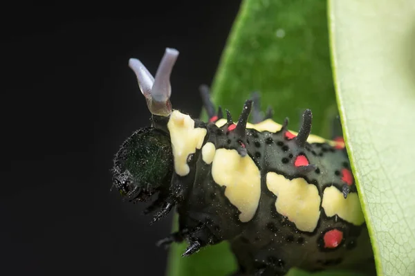 Close Shot Red Spotted Horny Species Swallowtail Caterpillar — Foto Stock