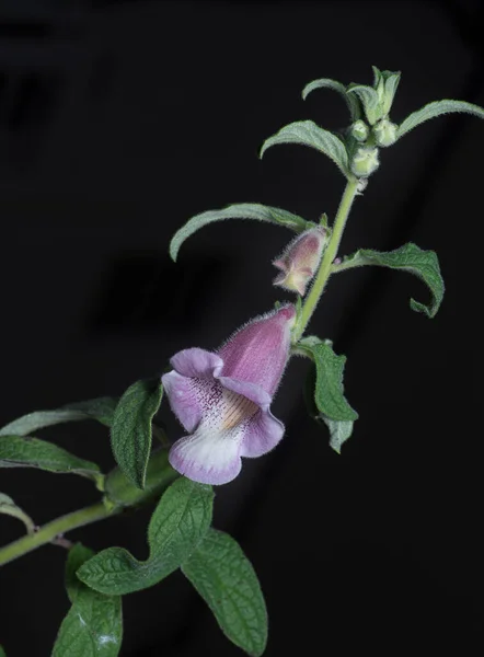 Close Shot Sesamum Radiatum Flower — Foto de Stock