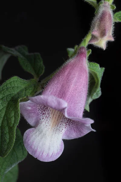 Close Shot Sesamum Radiatum Flower — Foto de Stock
