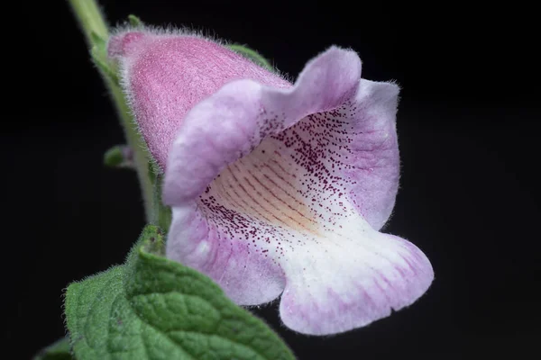 Close Shot Sesamum Radiatum Flower — Foto de Stock