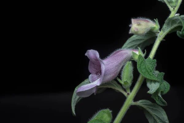 Close Shot Sesamum Radiatum Flower — Foto de Stock