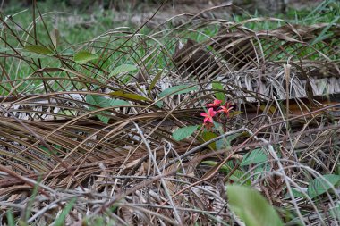 wild young Red frangipani plant sprouting out from the bush.