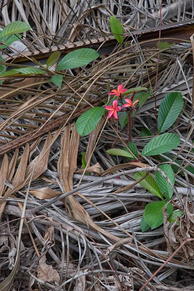 Дикий Молодой Красный Frangipani Растение Прорастает Куста — стоковое фото