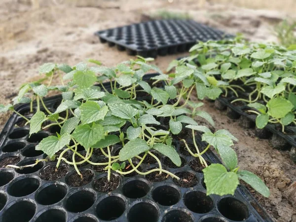 Seedling Grow Stater Black Plastic Tray — Stock fotografie